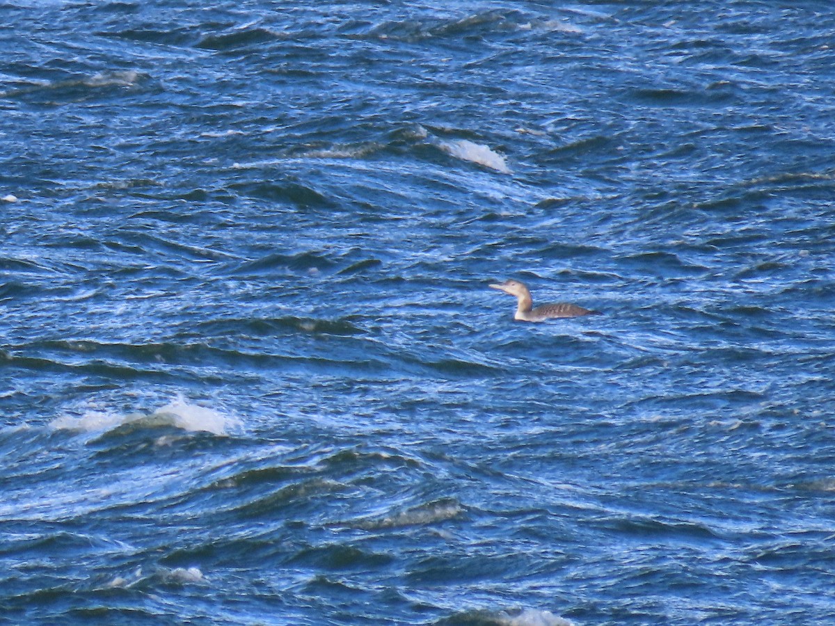 Yellow-billed Loon - ML610803805