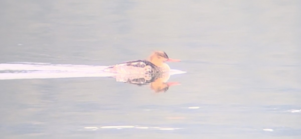 Red-breasted Merganser - Aaron Beerman