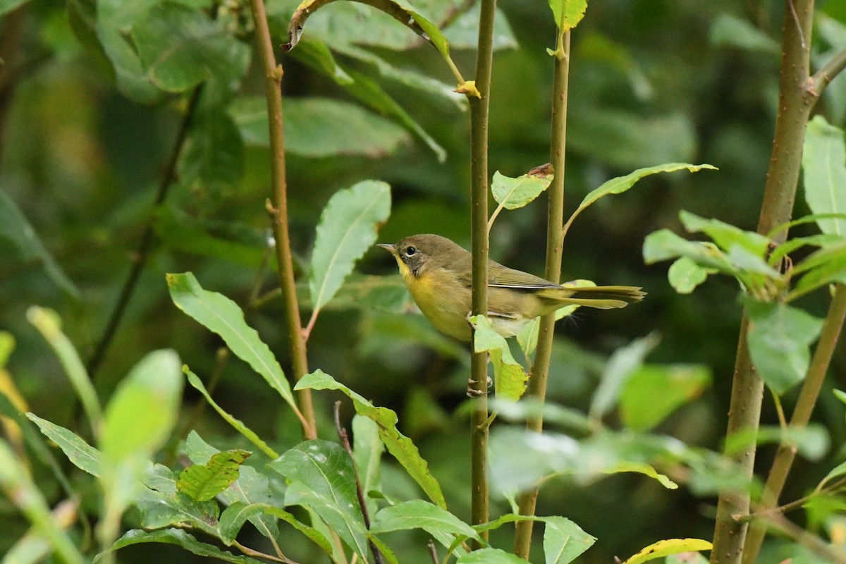 Weidengelbkehlchen - ML610803811