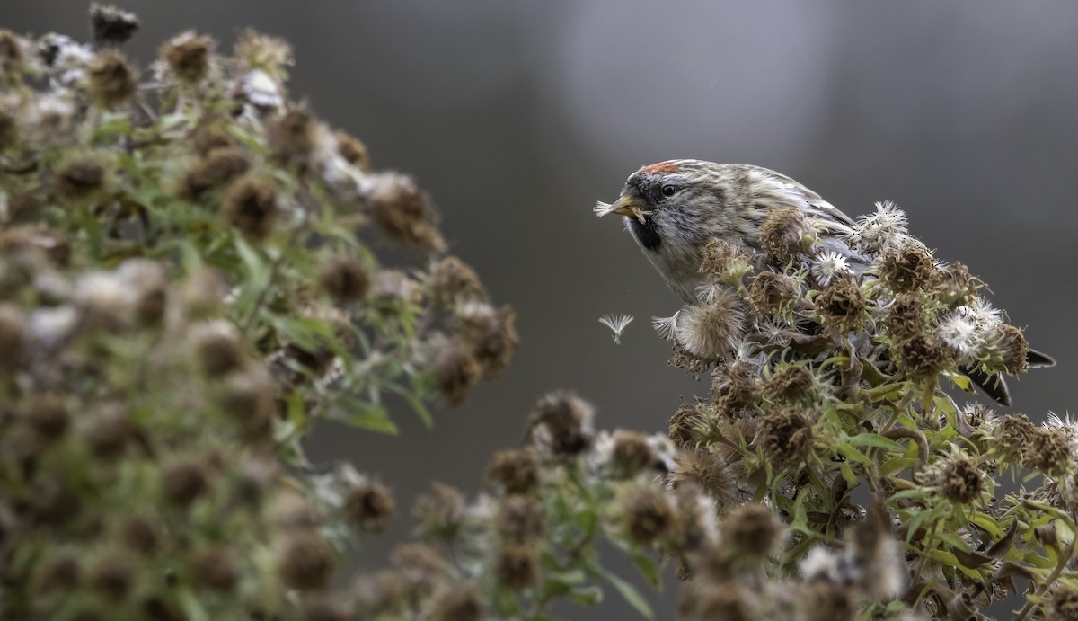 Common Redpoll - ML610803849