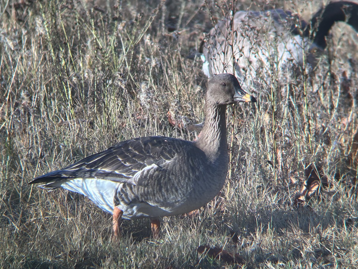 Tundra Bean-Goose - ML610803902