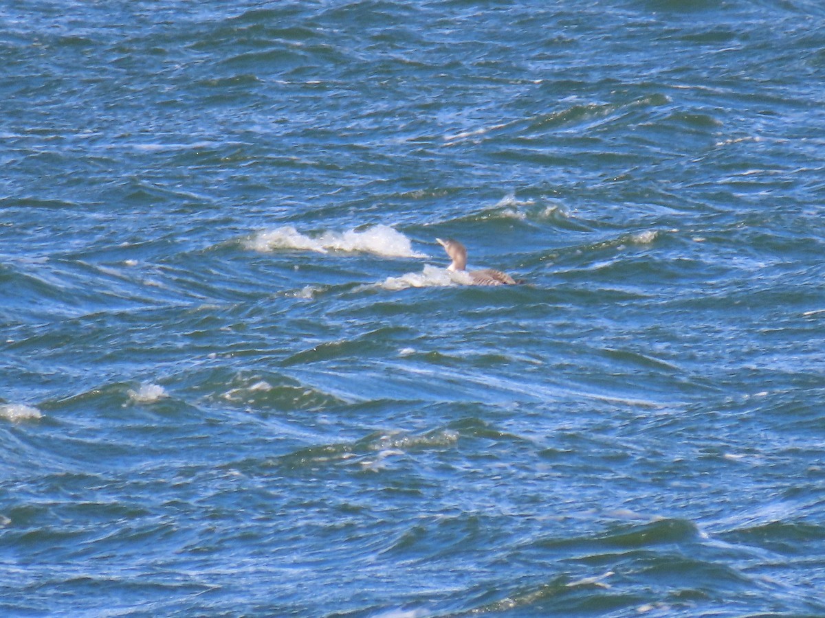 Yellow-billed Loon - Charles Seniawski