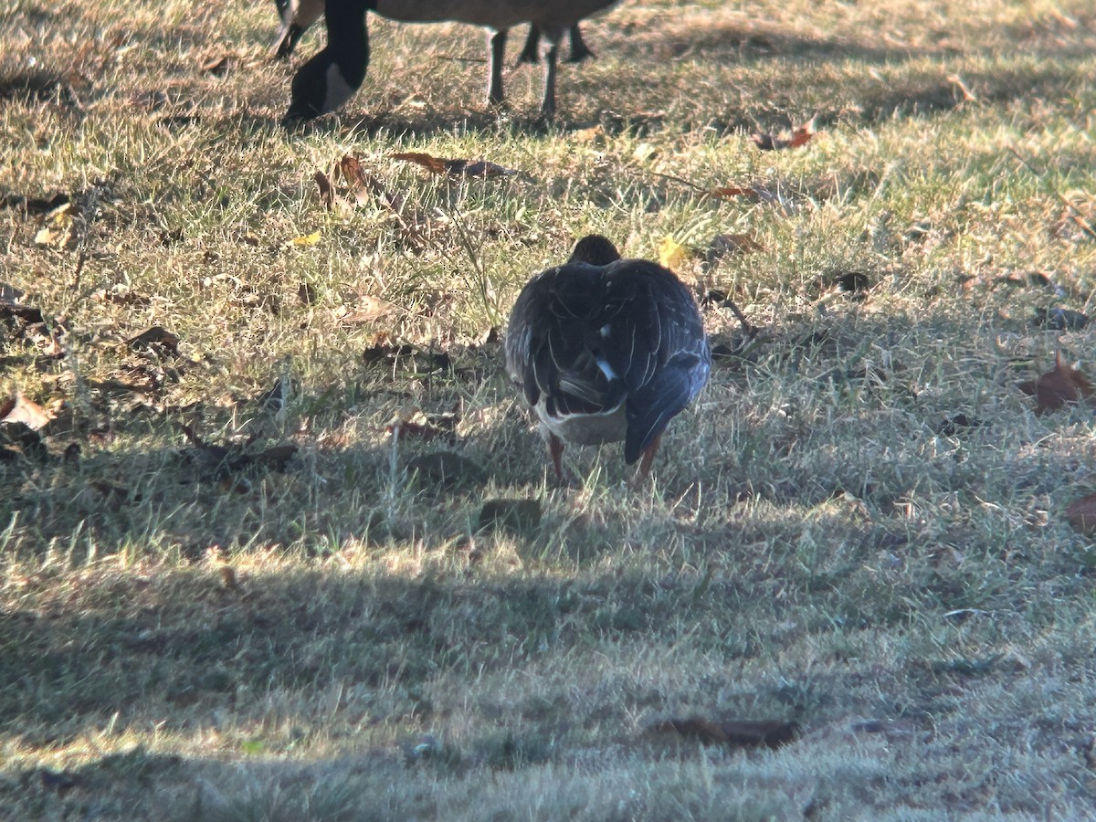 Tundra Bean-Goose - ML610803955