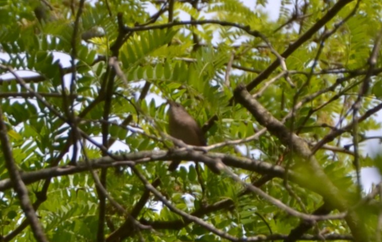 House Wren - ML610803994