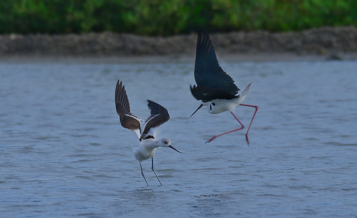 Avocette d'Amérique - ML610803999