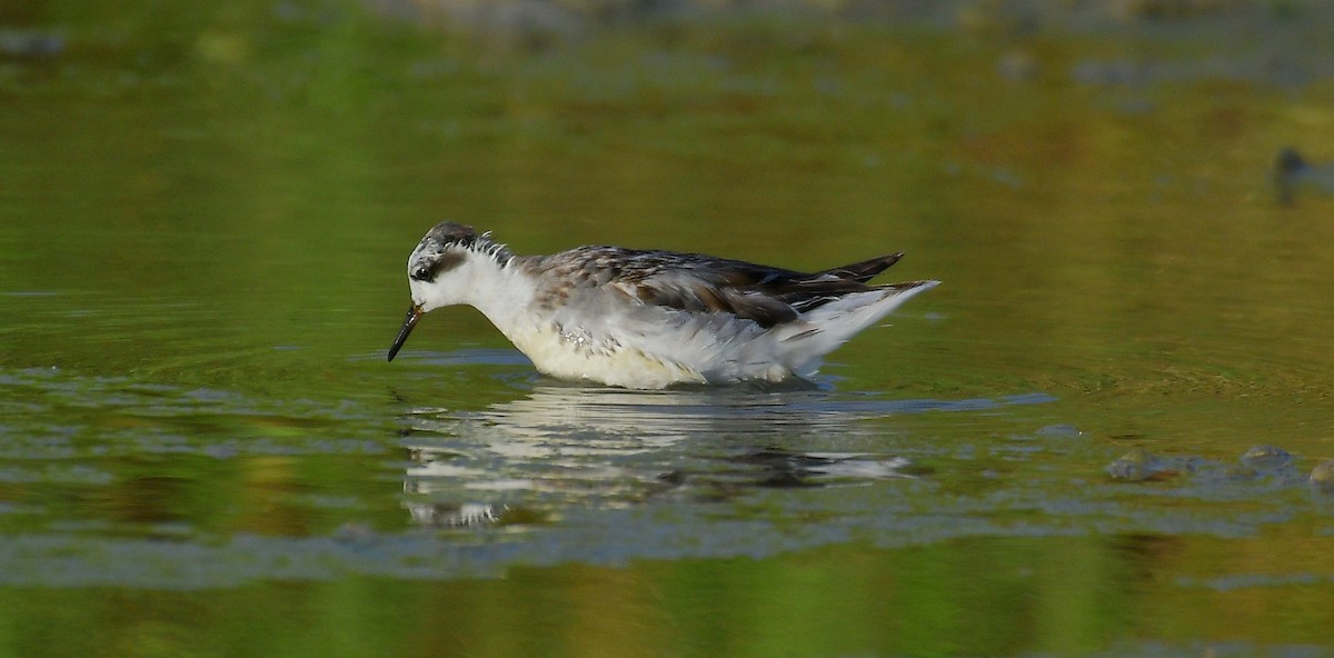 Red Phalarope - ML610804023