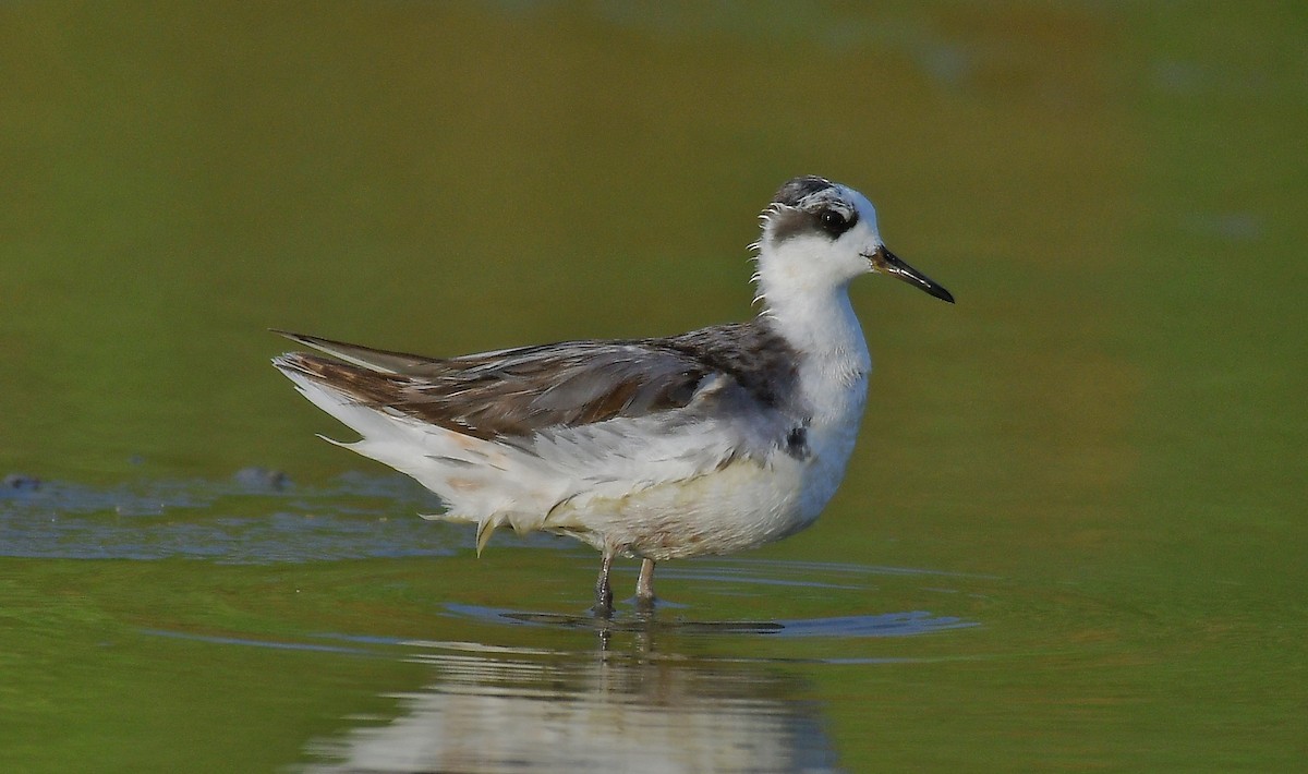 Phalarope à bec large - ML610804024