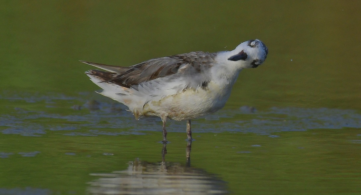 polarsvømmesnipe - ML610804026