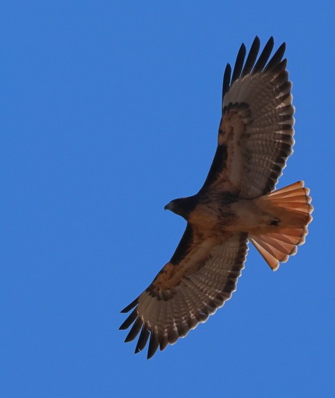 Red-tailed Hawk - ML610804035