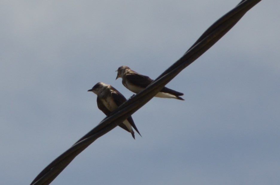 Brown-chested Martin - ML610804048