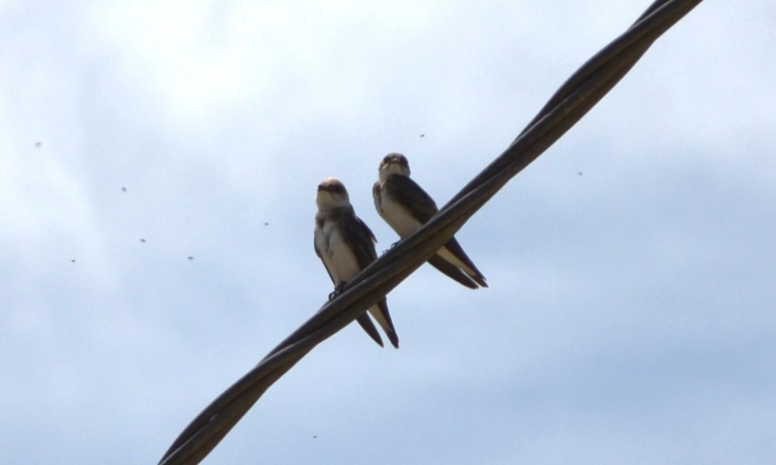 Brown-chested Martin - ML610804049