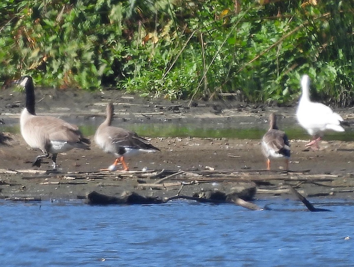 Greater White-fronted Goose - ML610804054