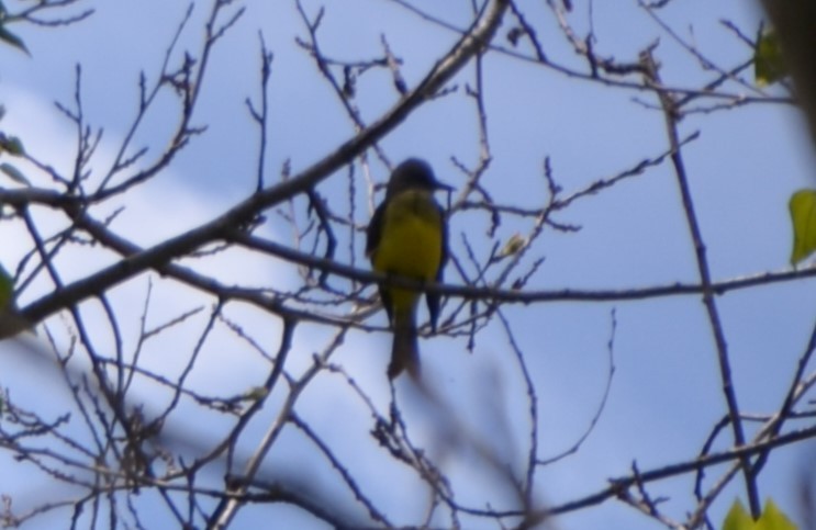 Tropical Kingbird - ML610804086