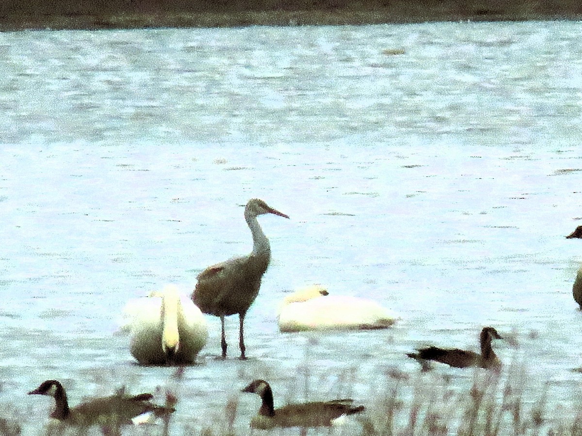 Sandhill Crane - ML610804104