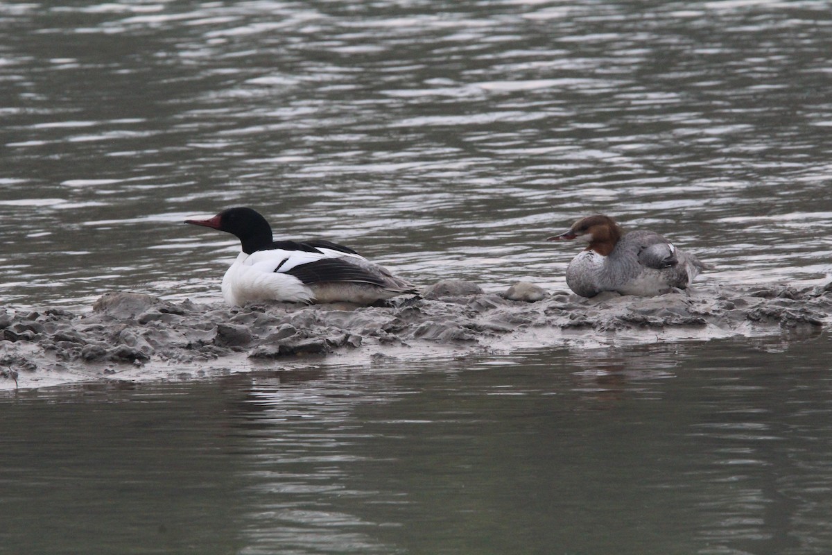 Common Merganser - ML610804116