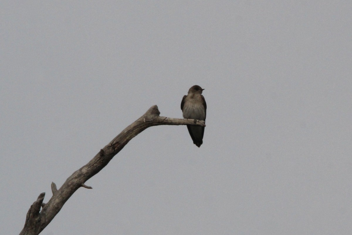 Golondrina Aserrada - ML610804125