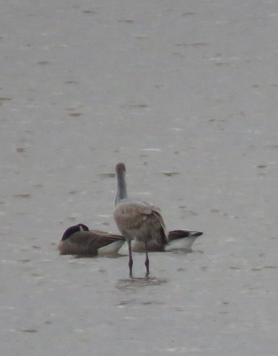 Sandhill Crane - ML610804178