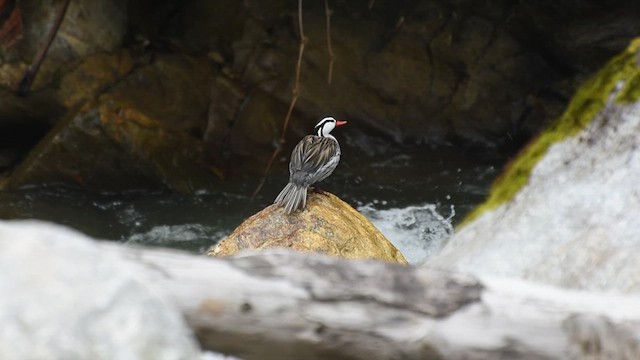 kachna bystřinná - ML610804199