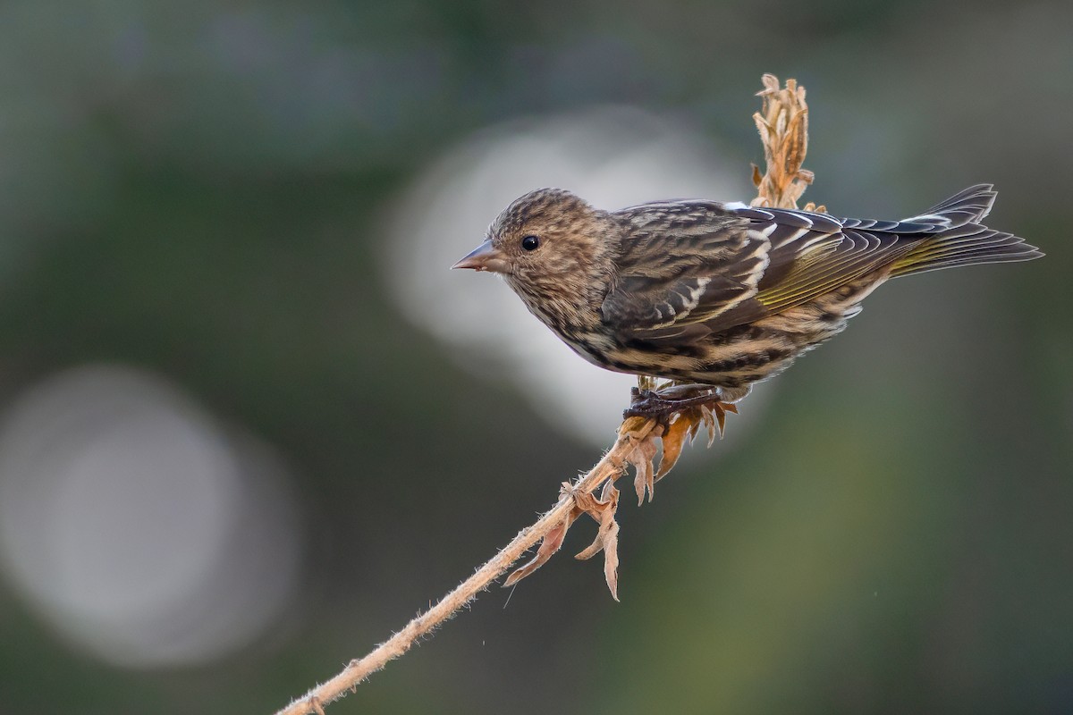 Pine Siskin - ML610804373