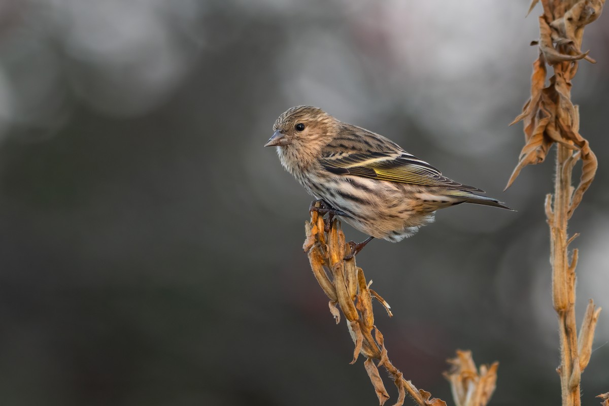 Pine Siskin - ML610804374