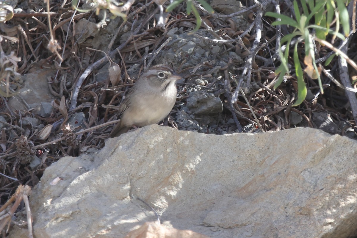 Rufous-crowned Sparrow - ML610804397