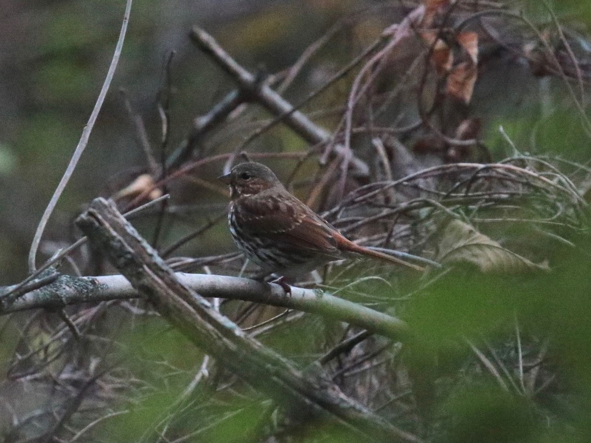 Fox Sparrow - Paul Jacyk