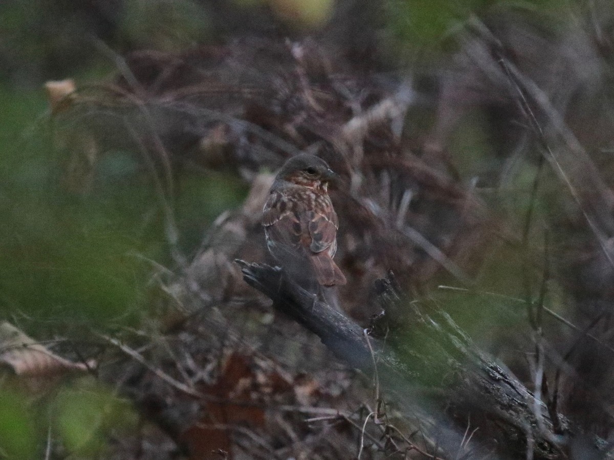 Fox Sparrow - ML610804450