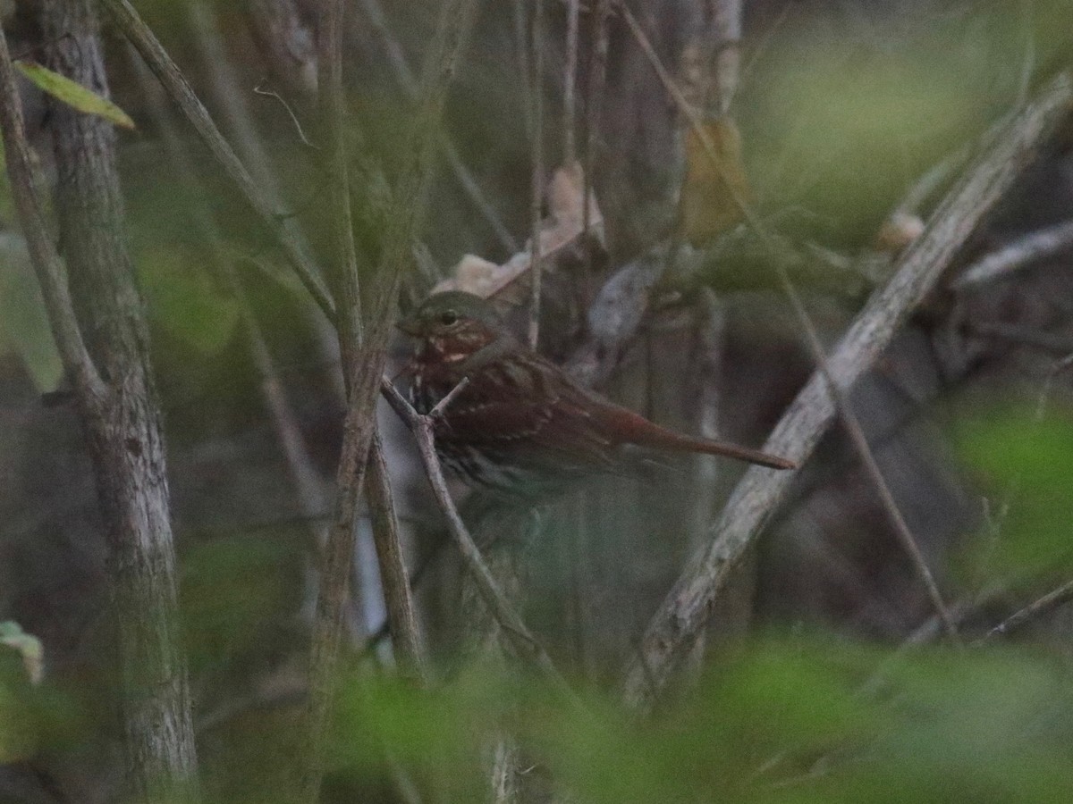 Fox Sparrow - Paul Jacyk