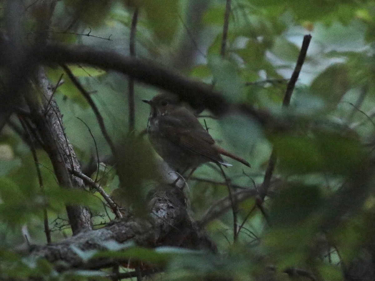 Hermit Thrush - Paul Jacyk