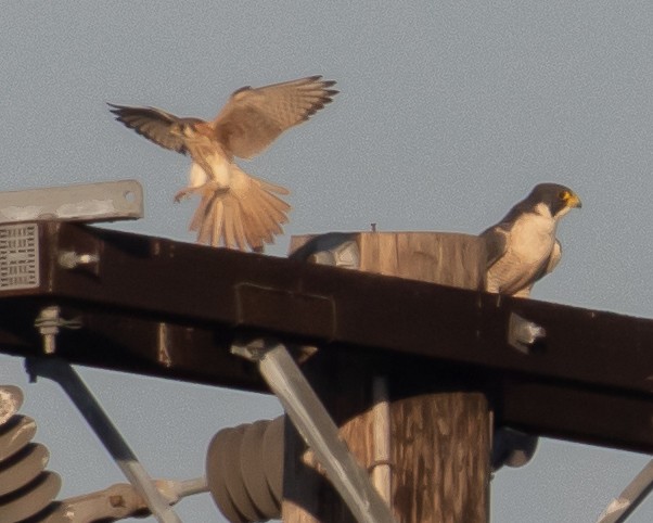 Peregrine Falcon - ML610804514