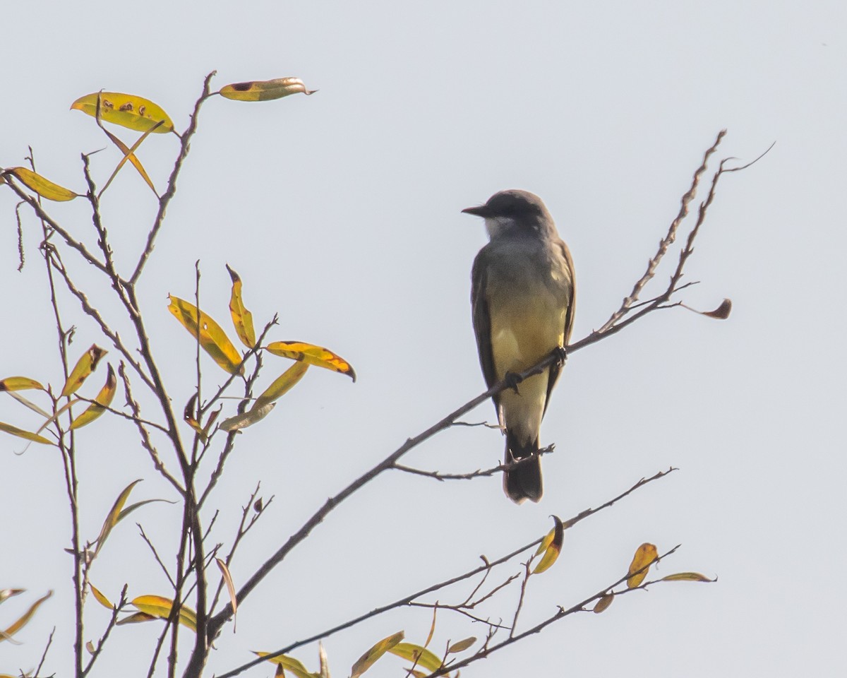 Cassin's Kingbird - ML610804533