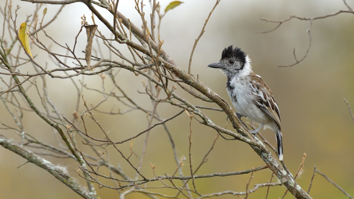 Marañon Antshrike - Miguel Aguilar @birdnomad