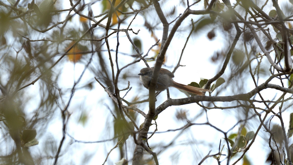 Chinchipe Spinetail - ML610804613