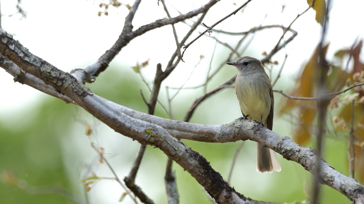 Marañon Tyrannulet - Miguel Aguilar @birdnomad