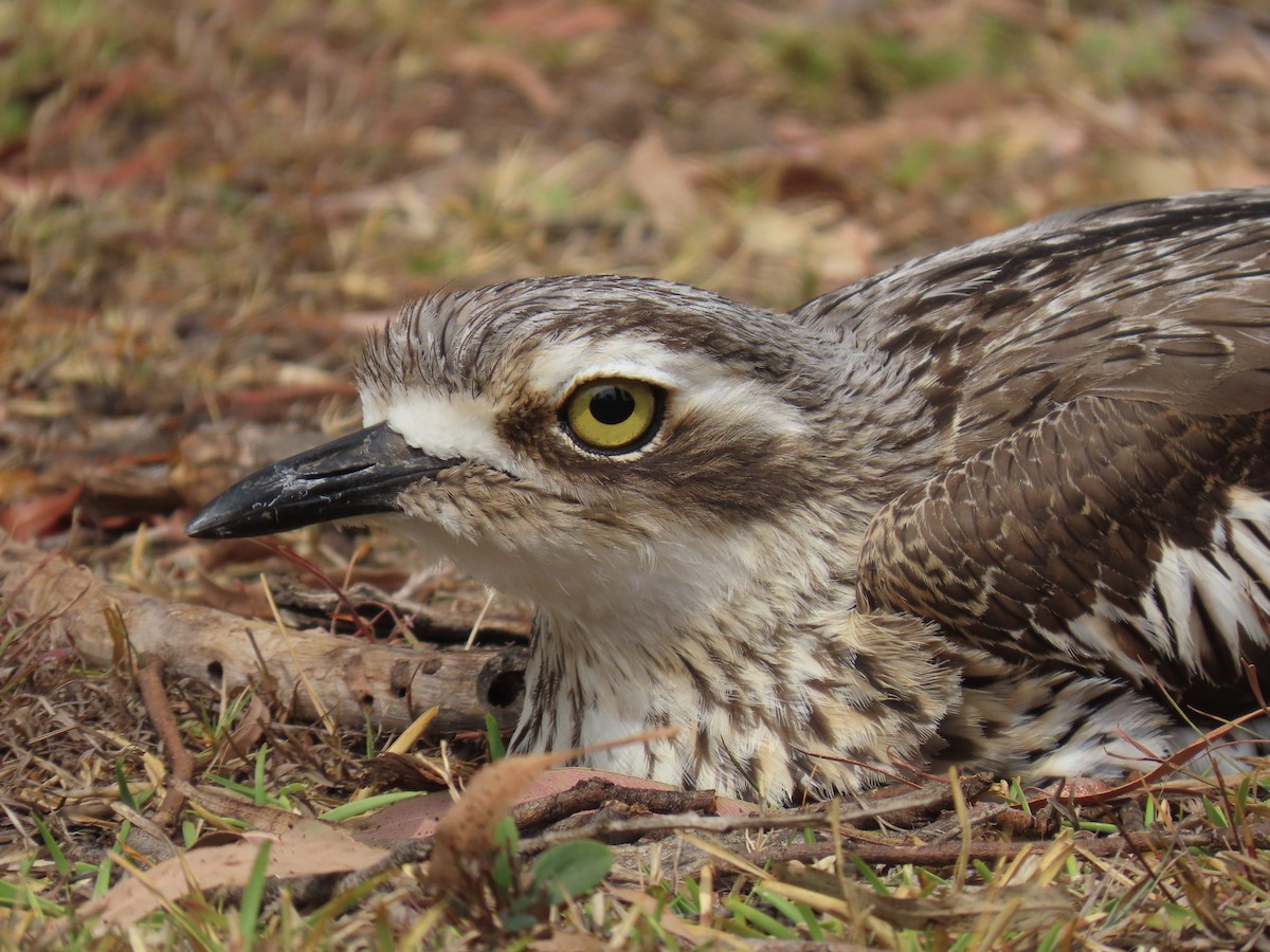 Bush Thick-knee - ML610804648