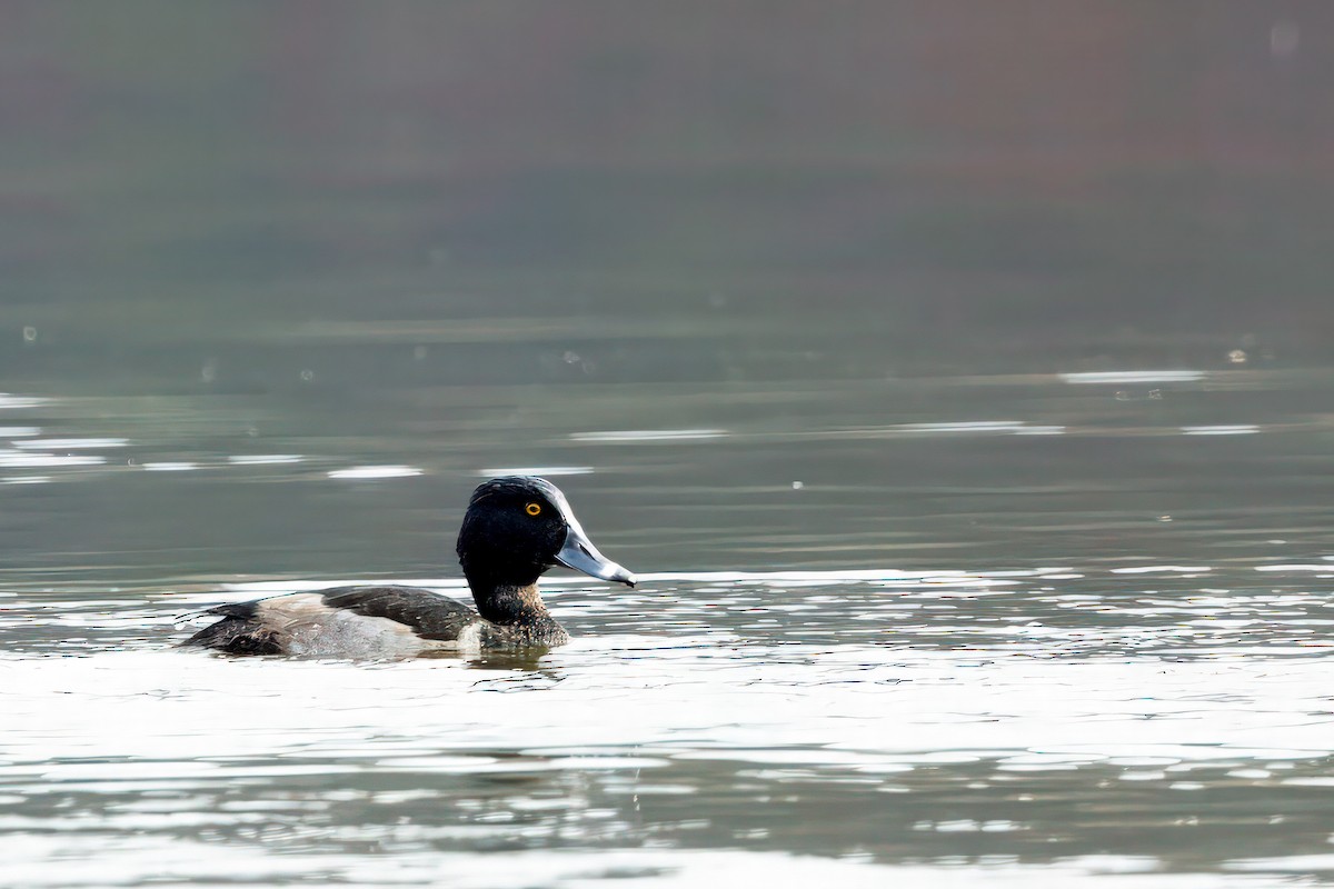 Ring-necked Duck - ML610804675