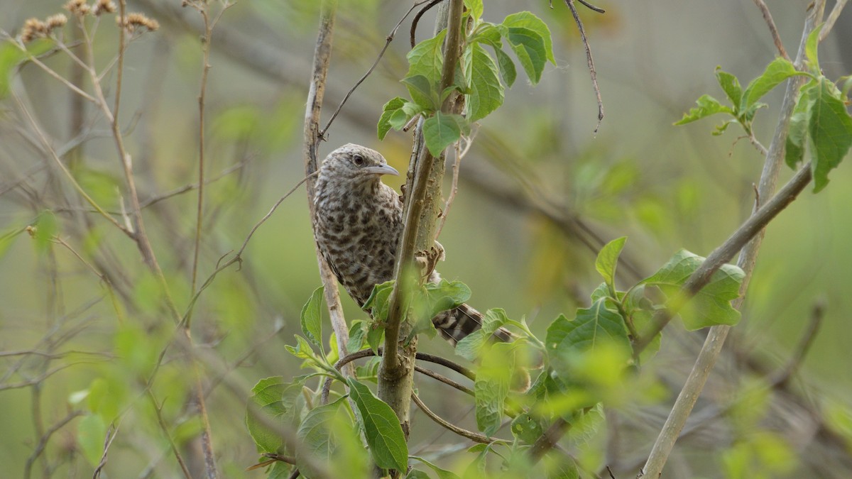 Fasciated Wren - Miguel Aguilar @birdnomad