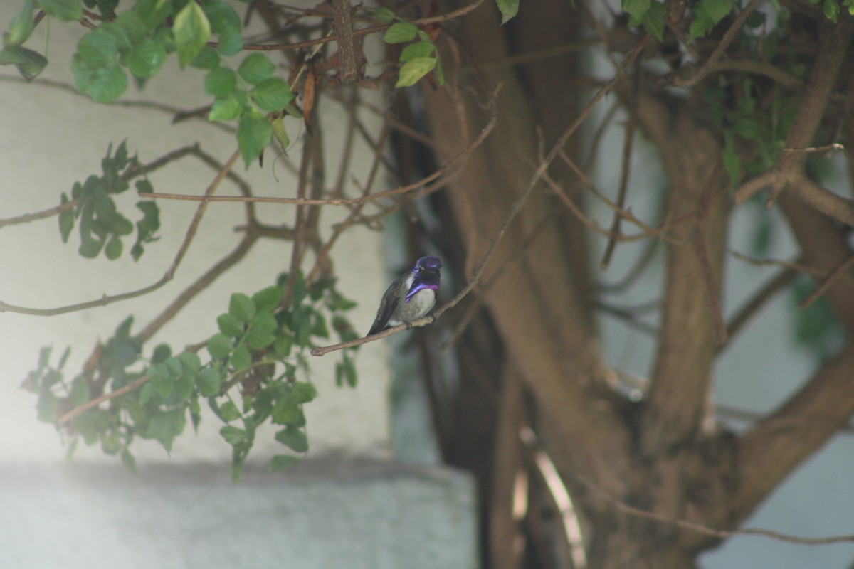 Costa's Hummingbird - ML610804776
