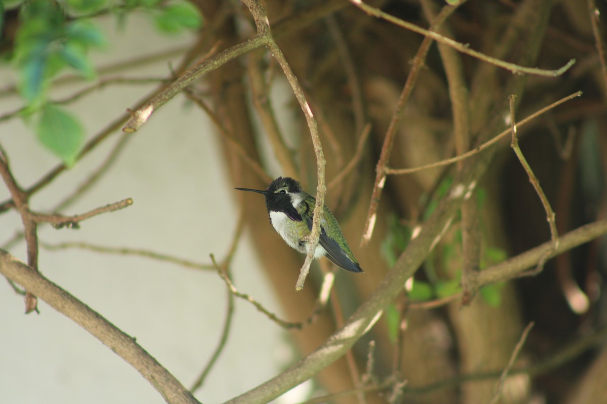 Costa's Hummingbird - ML610804778