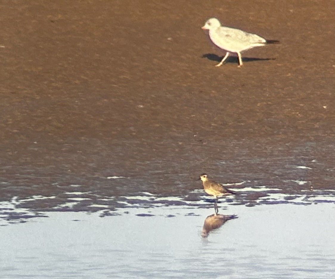 American Golden-Plover - ML610804840