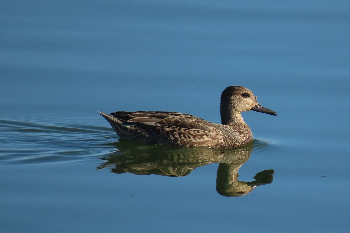 Green-winged Teal - ML610804884
