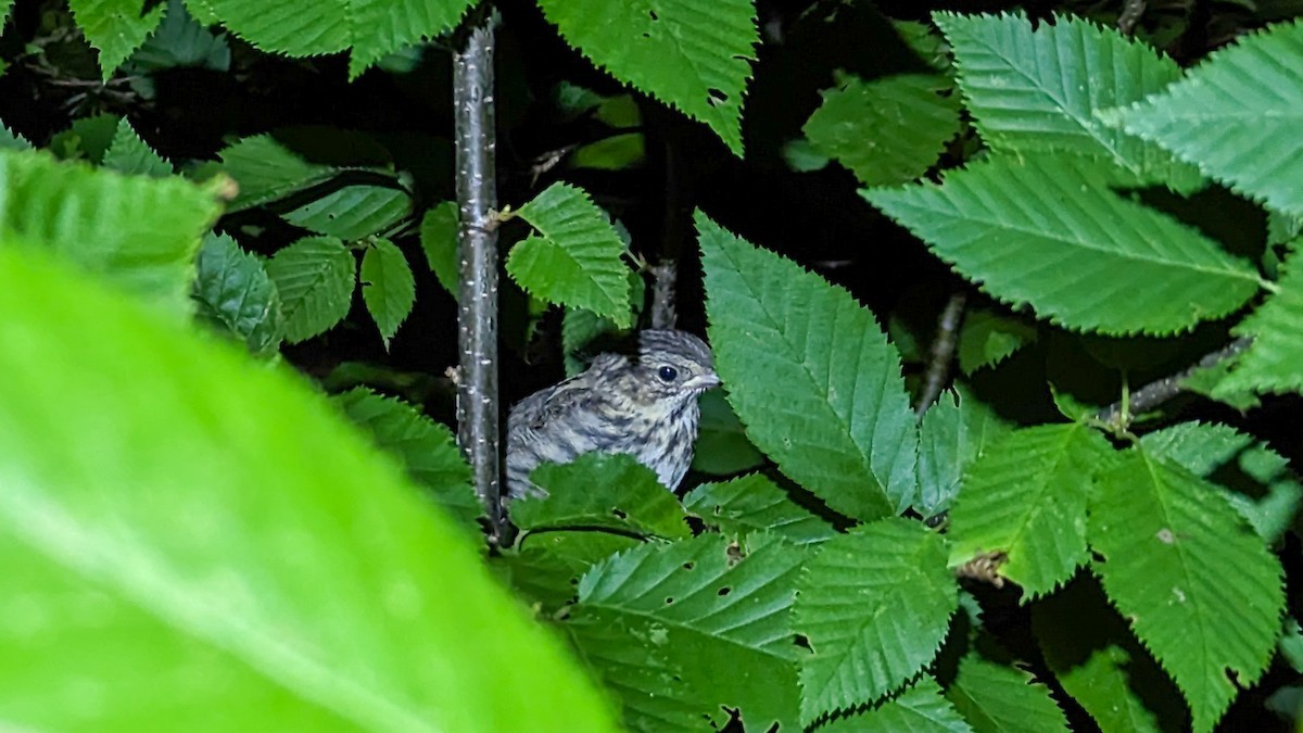Song Sparrow - ML610805067