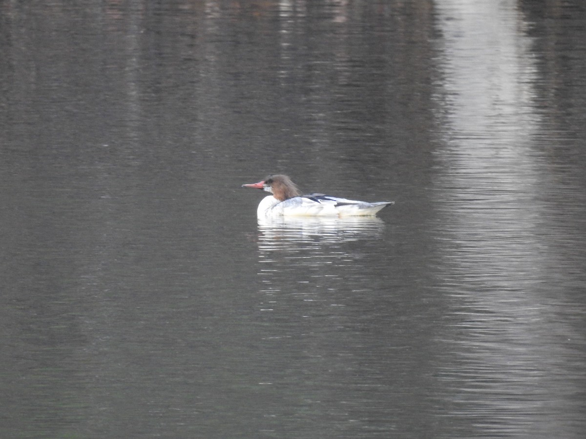 Common Merganser - Doug Mongerson