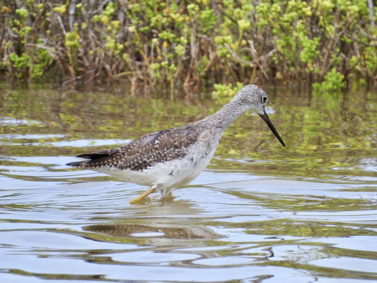 Greater Yellowlegs - ML610805139