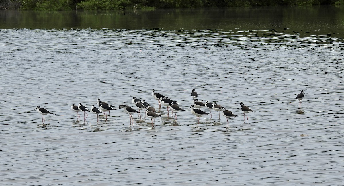 Schwarznacken-Stelzenläufer - ML610805142