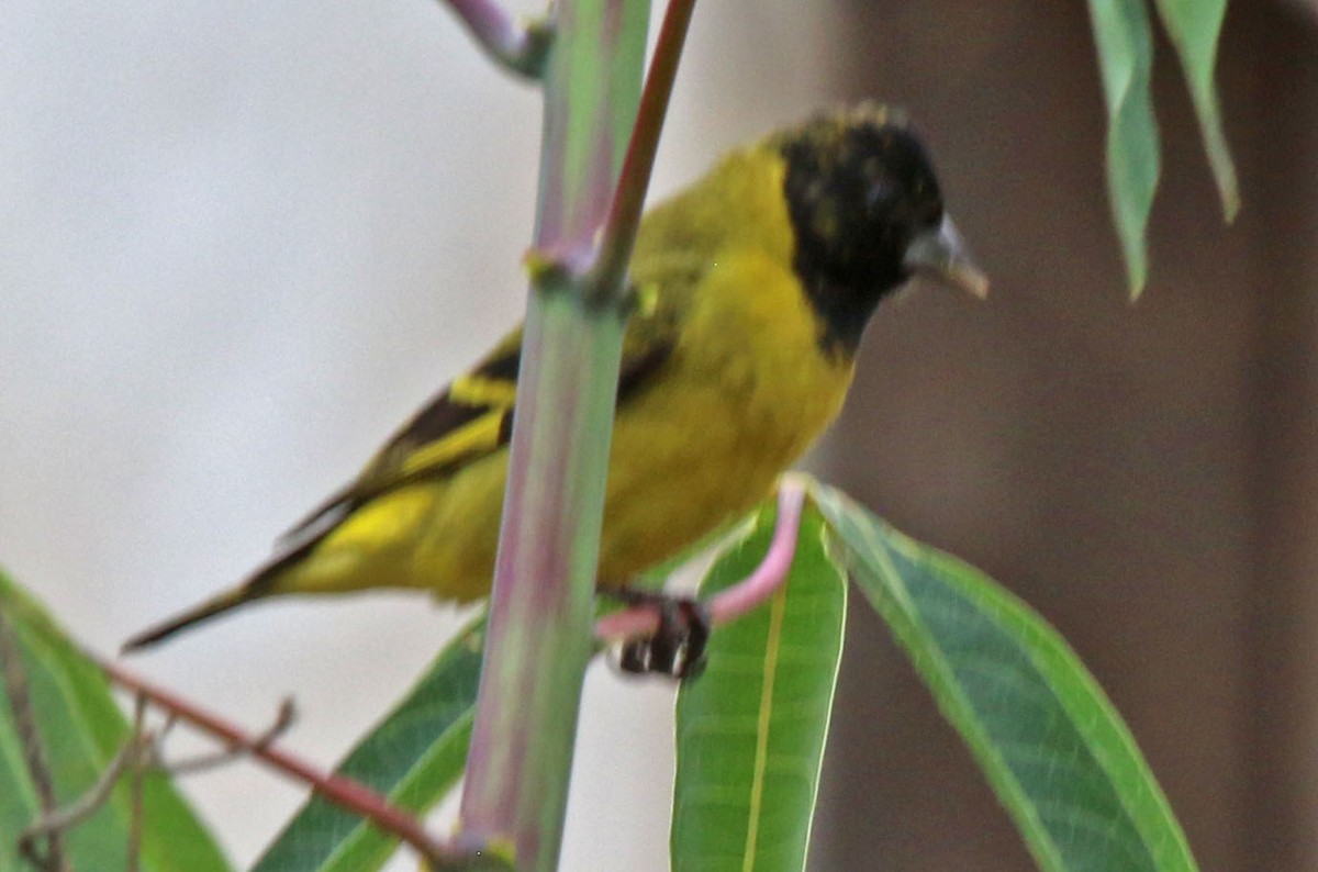 Hooded Siskin - Joan and/or George Sims
