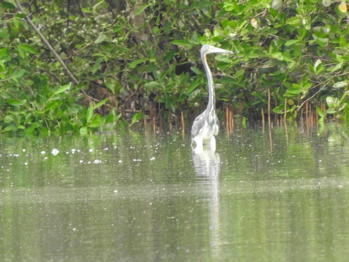 Great Blue Heron - Cindy Burley