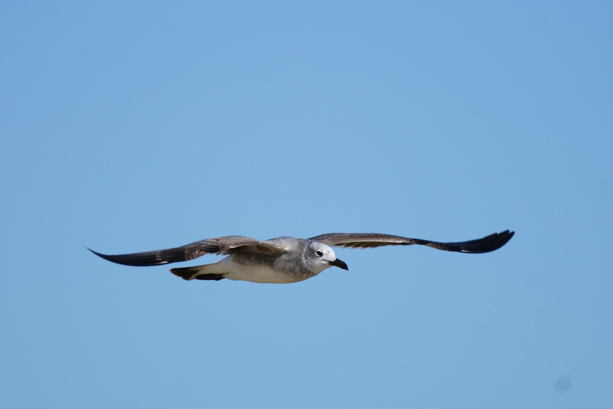 Laughing Gull - ML610805167