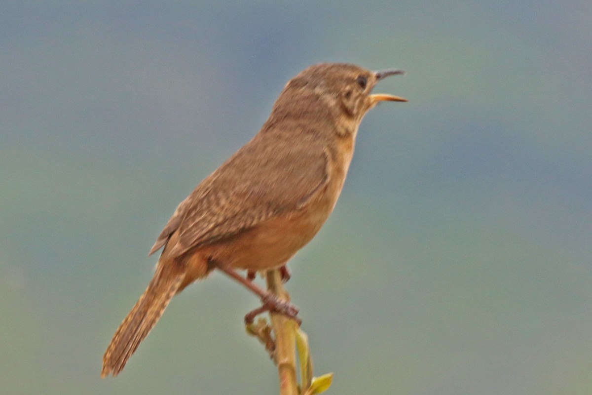 House Wren - ML610805175