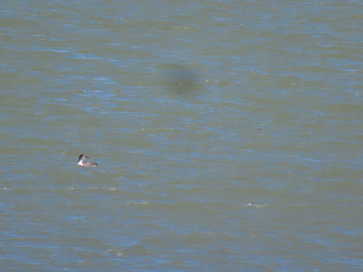 Common Loon - raylene wall